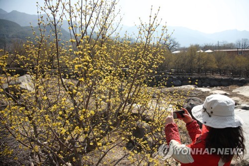 경칩인 지난 6일 전남 구례군 산동면 반곡마을에서 한 시민이 노랗게 핀 산수유꽃을 사진 찍고 있다. 연합뉴스