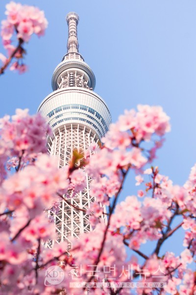 일본 도쿄 벚꽃
