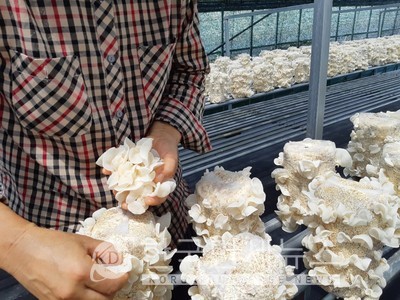 버섯누룽지 생산 모습.