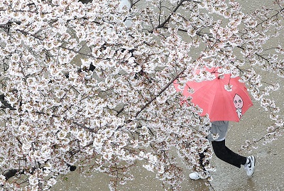 지난 3일 봄비가 내린 대구 수성구 수성못 벚꽃 산책로에서 시민들이 우산을 쓰고 이동하고 있다. 연합뉴스