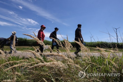 초가을 날씨를 보인 지난 달 28일 시민들이 서울 마포구 하늘공원에서 억새가 핀 산책로를 걷고 있다.(사진=연합뉴스)