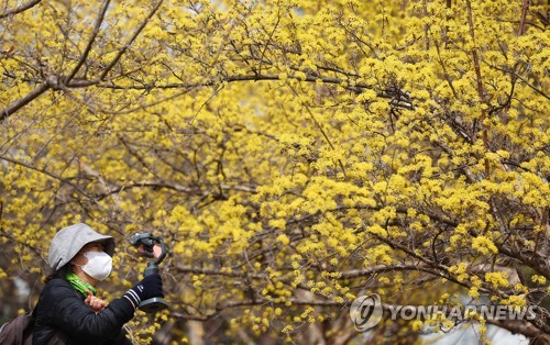 지난 17일 오전 서울 송파구 올림픽공원에서 한 시민이 노랗게 만개한 산수유꽃을 촬영하고 있다. 연합뉴스