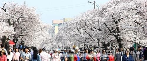 정읍 벚꽃축제[정읍시 제공]