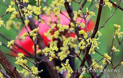 봄비 속 산수유꽃 '활짝'. 사진=연합뉴스